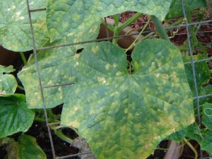 Angular leaf spots of Cucurbit Downy mildew on cucumber leaves in the field.